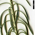 SpeciesSub: subsp. serotinum